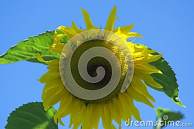 Helianthus annuus common sunflower in bloon, big beautiful flowering plant, green stem and foliage, flower against blue sky Stock Photo