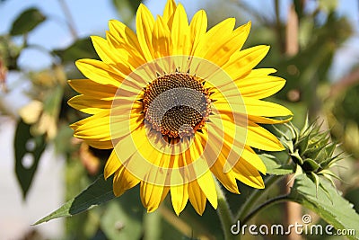 Bright Phoebus - Common Yellow Sunflower Stock Photo