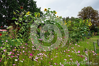 Helianthus annuus and Cosmos bipinnatus bloom in September. Berlin, Germany Stock Photo