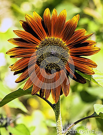 Helianthus annuus known as sunflower Earthwalker in British park Stock Photo