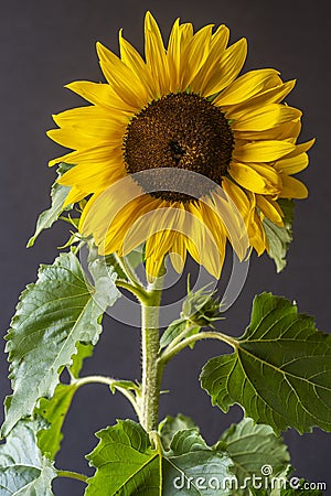 Helianthus annuus,sunflower flowr Stock Photo