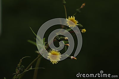 Helianthus annuus The sunflower Stock Photo