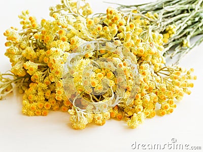 Helichrysum arenarium flowers Stock Photo
