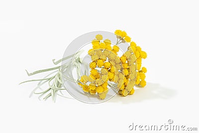 Helichrysum italicum plant with flower in bloom isolated Stock Photo