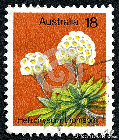 Helichrysum Thomsonii Australian Postage Stamp Cartoon Illustration