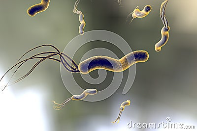 Helicobacter pylori, bacterium which causes gastric and duodenal ulcer Cartoon Illustration