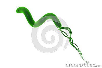 Helicobacter pylori, bacterium which causes gastric and duodenal ulcer Cartoon Illustration