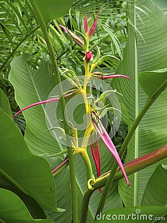 Heliconia aemygdiana in Bloom Stock Photo