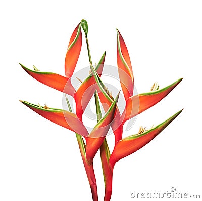 Heliconia bihai flower Red palulu, Tropical flowers isolated on white background, with clipping path Stock Photo