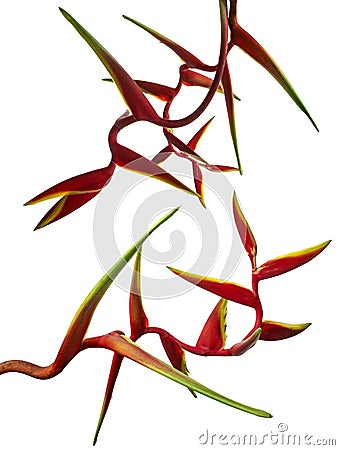 Heliconia bihai flower, Tropical flowers isolated on white background, with clipping path Stock Photo