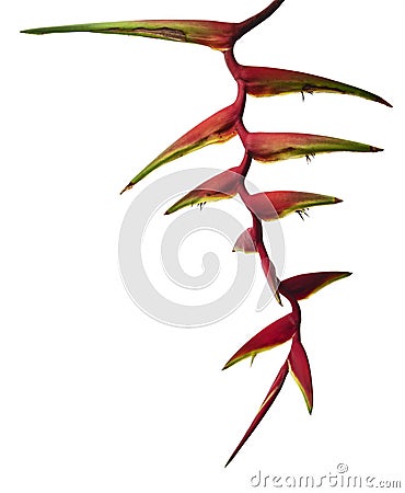 Heliconia bihai flower, Tropical flowers isolated on white background, with clipping path Stock Photo