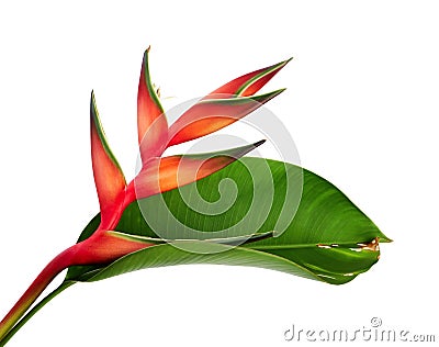 Heliconia bihai Red palulu flower with leaf, Tropical flowers isolated on white background, with clipping path Stock Photo