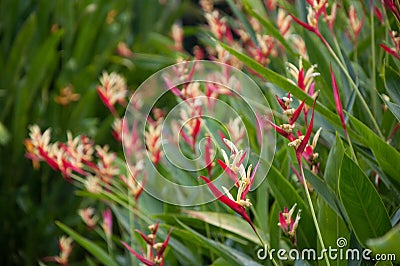 Heliconia bush Plants and Flowers Stock Photo