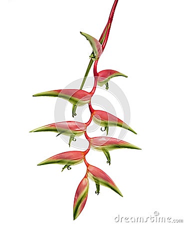 Heliconia chartacea flower, Tropical flowers isolated on white background, with clipping path Stock Photo