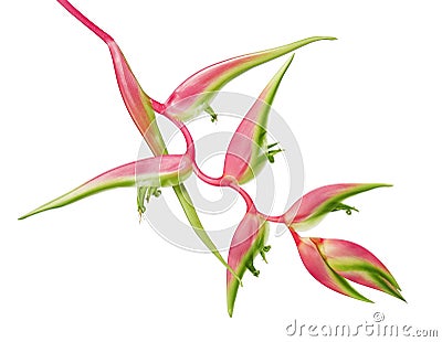 Heliconia chartacea flower, Tropical flowers isolated on white background, with clipping path Stock Photo