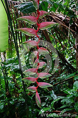 Heliconia chartacea flower at Asa Wright In Trinidad and Tobago Stock Photo