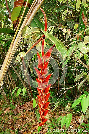 Heliconia Stock Photo