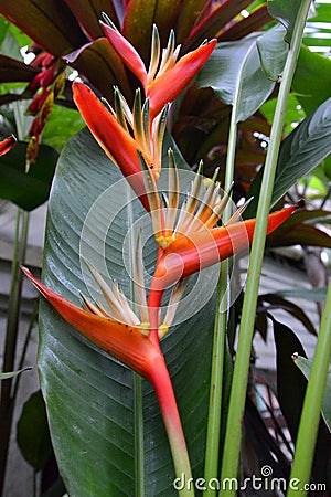 Heliconia Stock Photo