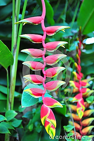 Heliconia Stock Photo