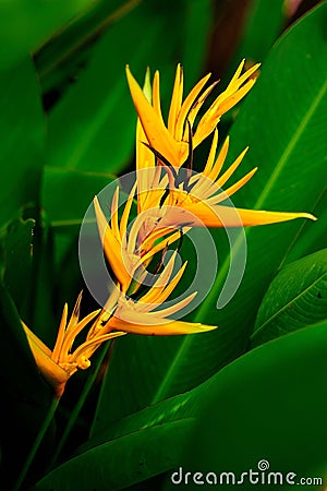 Heliconia Stock Photo