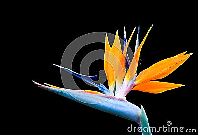 Heliconia flower Stock Photo