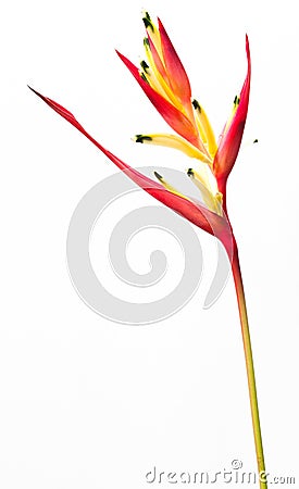 Heliconia flower Stock Photo