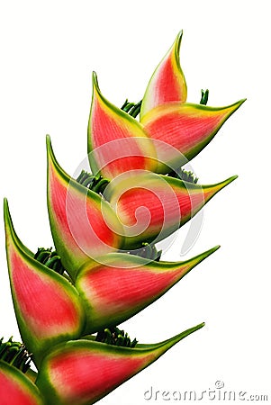Heliconia flower Stock Photo