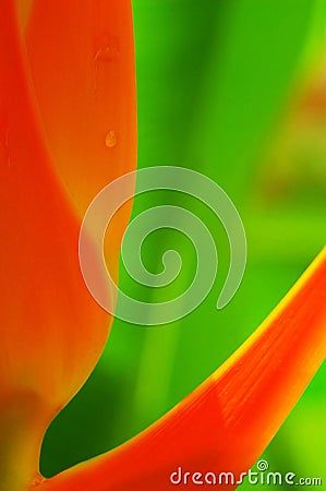 Heliconia flower Stock Photo