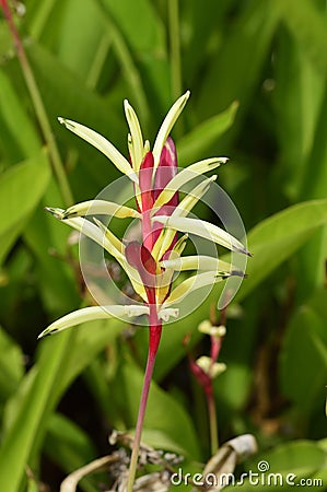 Heliconia flower Stock Photo