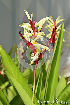 Heliconia flower Stock Photo