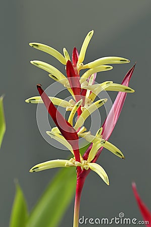 Heliconia flower Stock Photo