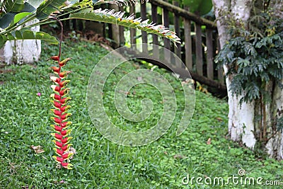 Heliconia flower or bird of paradise Stock Photo