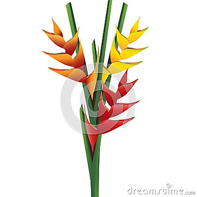 Heliconia flower bouquet Vector Illustration