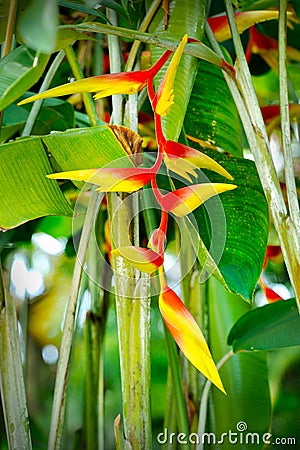 Heliconia flower Stock Photo