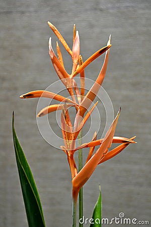 Heliconia flower. Stock Photo