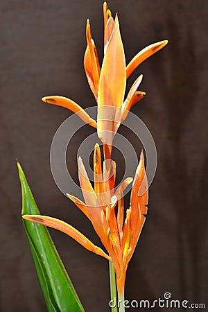 Heliconia flower. Stock Photo