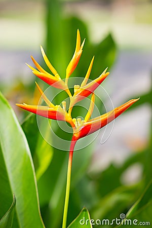 Heliconia Flower. Stock Photo