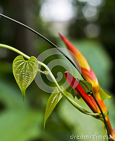 Heliconia flower with heart-shaped leaf wrapped around it Stock Photo