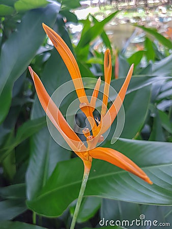 Heliconia flower. Stock Photo