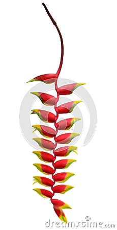 Heliconia flower isolated Stock Photo