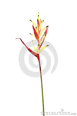 Heliconia flower isolated on white background Stock Photo