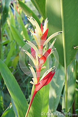 Heliconia flower in nature garden Stock Photo