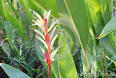 Heliconia flower in nature garden Stock Photo