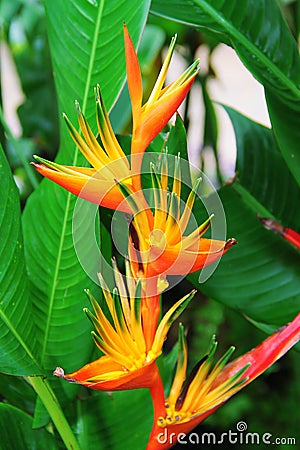 Heliconia flower variety Stock Photo