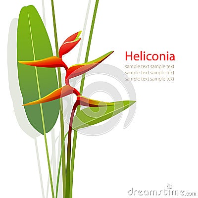 Heliconia flower Vector Illustration