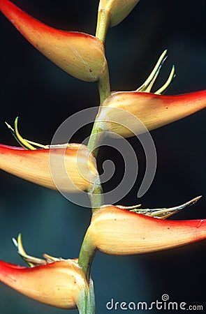 Heliconia Flowers Stock Photo