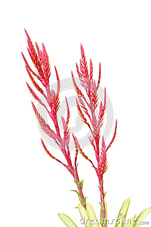 Heliconia Flowers Stock Photo