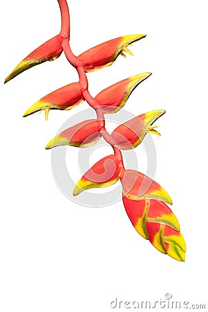 Heliconia Flowers. Stock Photo