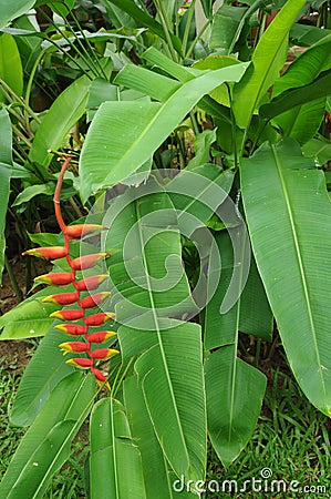 Heliconia flowers Stock Photo