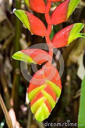 Heliconia flowers Stock Photo